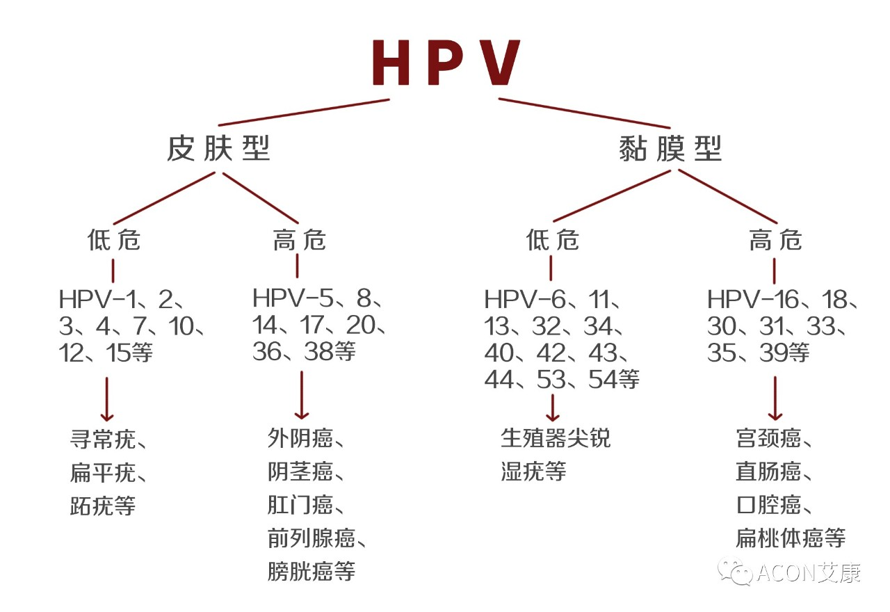 HPV疫苗有必要打嗎？二價(jià)、四價(jià)、九價(jià)要如何選擇！