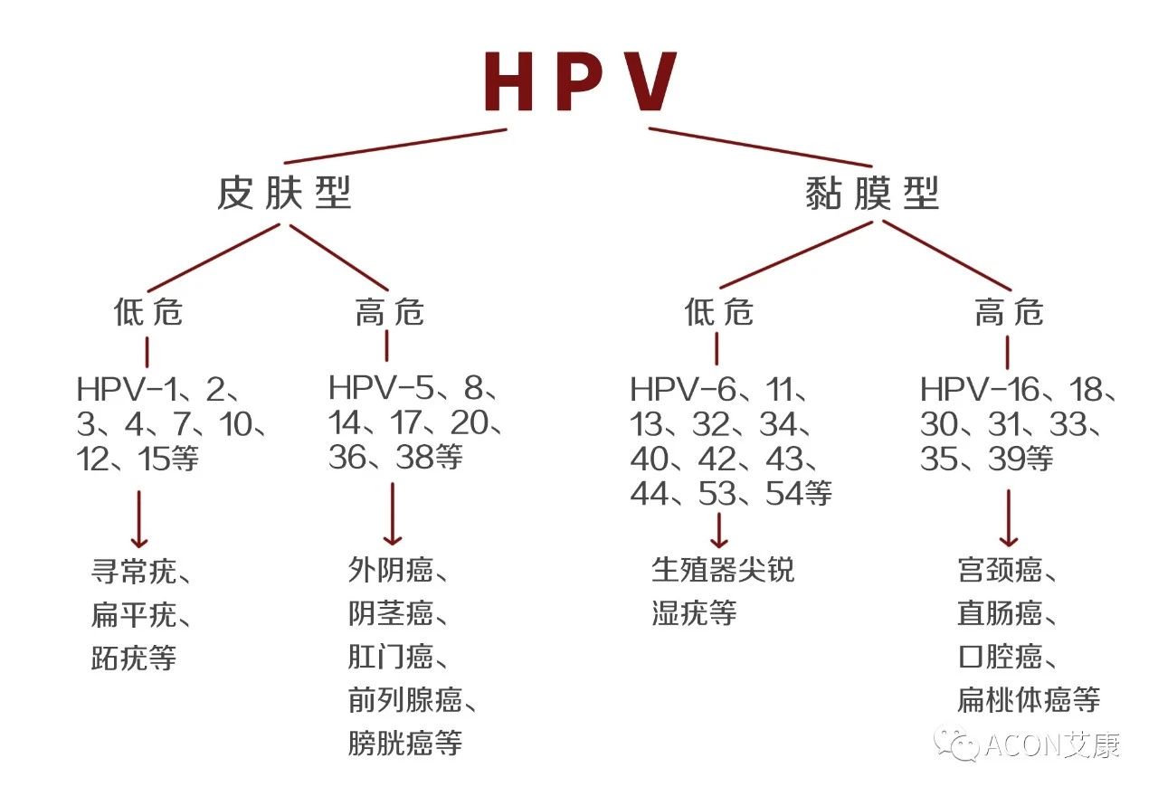 HPV轉(zhuǎn)陰其實(shí)很簡單， 女性必知的宮頸癌真相